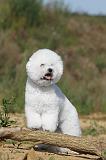 BICHON FRISE 271